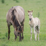 Oostvaardersplassen